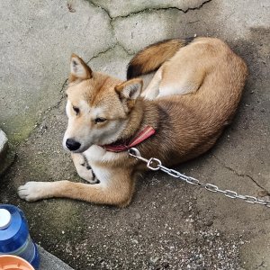 강아지 주인을 찾습니다 믹스견 경기도 포천시