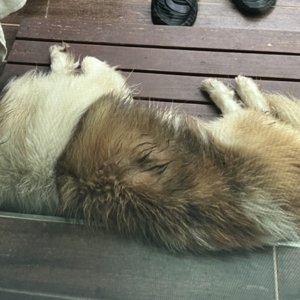 강아지를 찾습니다 강아지 전단지