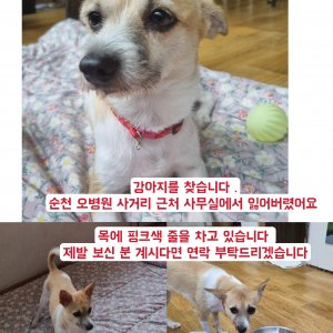 강아지를 찾습니다 기타견종 전라남도 순천시