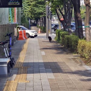 강아지 목격 기타견종 서울특별시 강남구