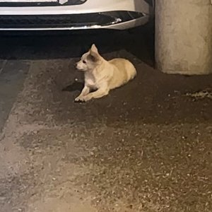 강아지 주인을 찾습니다 믹스견 충청남도 논산시