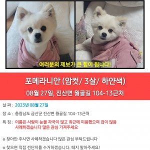 강아지 실종 포메라니언 충청남도 금산군