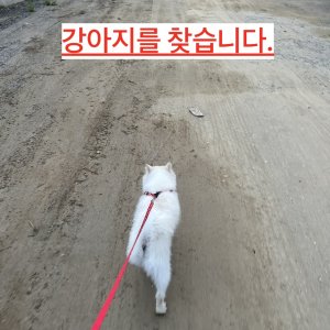 강아지를 찾습니다 기타견종 경기도 의정부시