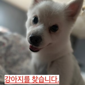 강아지를 찾습니다 기타견종 경기도 의정부시