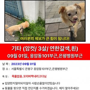 강아지를 찾습니다 강아지 전단지