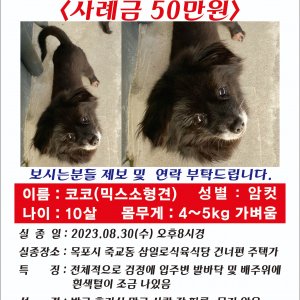 강아지를 찾습니다 믹스견 전라남도 목포시