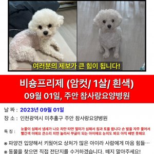 강아지를 찾습니다 비숑프리제 인천광역시 미추홀구