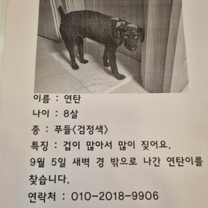 강아지를 찾습니다 강아지 전단지