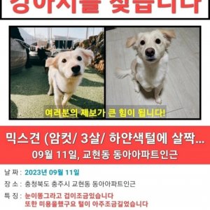 강아지를 찾습니다 믹스견 충청북도 충주시