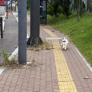 강아지 주인을 찾습니다 강아지 전단지