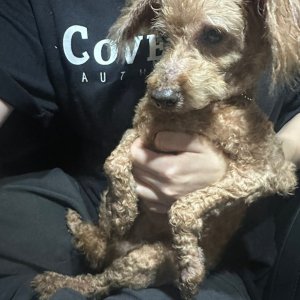 강아지 구조 푸들 경기도 안산시 상록구