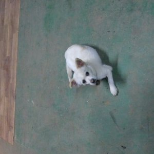 강아지 실종 믹스견 충청남도 태안군
