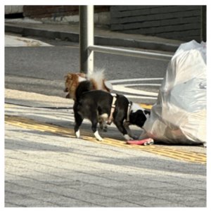 강아지를 찾습니다 믹스견 서울특별시 동작구