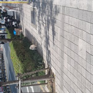 강아지 주인을 찾습니다 강아지 전단지