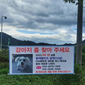 강아지를 찾습니다 말티즈 경상남도 합천군