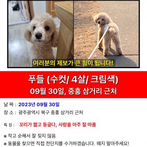 강아지를 찾습니다 푸들/토이푸들 광주광역시 북구