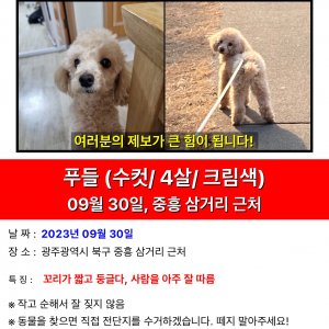 강아지를 찾습니다 강아지 전단지