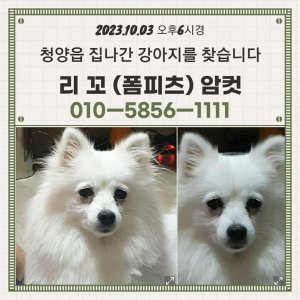 강아지를 찾습니다 강아지 전단지