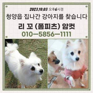 강아지를 찾습니다 포메라니언 충청남도 청양군