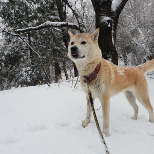 강아지를 찾습니다 진돗개 부산광역시 강서구