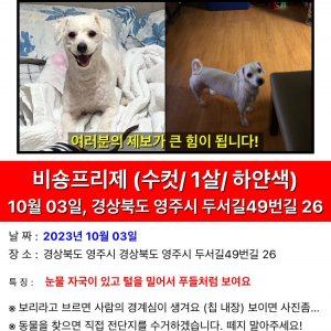 강아지 실종 비숑프리제 경상북도 영주시