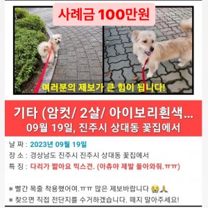 강아지를 찾습니다 믹스견 경상남도 진주시