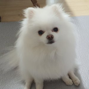 강아지를 찾습니다 강아지 전단지