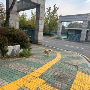 강아지 주인을 찾습니다 기타견종 경기도 수원시 팔달구