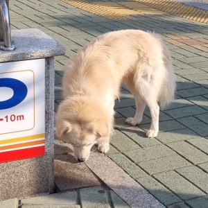 강아지 목격 기타견종 부산광역시 사하구