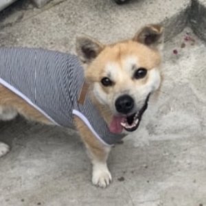 강아지를 찾습니다 믹스견 서울특별시 성북구