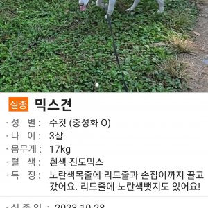 강아지 실종 믹스견 경상북도 경산시