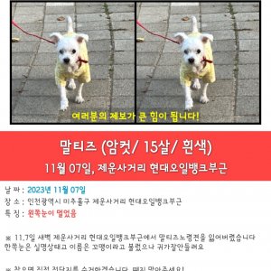 강아지를 찾습니다 강아지 전단지