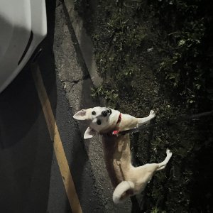 강아지 실종 믹스견 전라북도 군산시