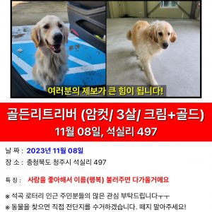 강아지를 찾습니다 강아지 전단지