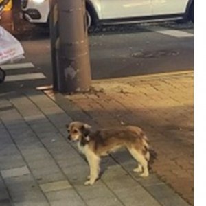 강아지를 찾습니다 믹스견 서울특별시 강동구