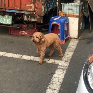 강아지 목격 푸들 경상남도 창원시 성산구