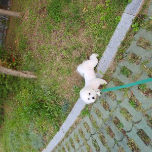 강아지를 찾습니다 비숑프리제 인천광역시 연수구