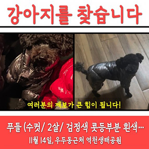 강아지를 찾습니다 강아지 전단지