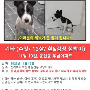 강아지를 찾습니다 믹스견 전라북도 익산시