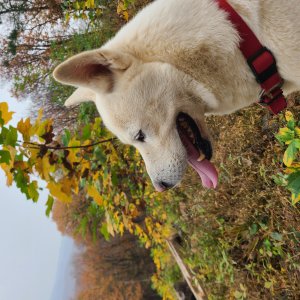 강아지를 찾습니다 진돗개 경기도 광주시