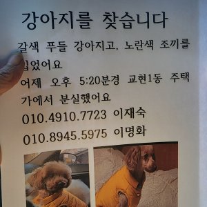 강아지를 찾습니다 푸들/미디엄푸들 충청북도 충주시