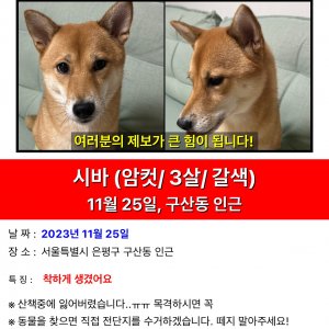 강아지 실종 시바 서울특별시 은평구