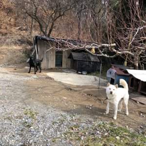 강아지를 찾습니다 진돗개 충청남도 아산시