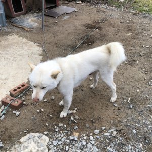 강아지를 찾습니다 진돗개 충청남도 아산시