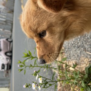 강아지 주인을 찾습니다 믹스견 경상남도 김해시