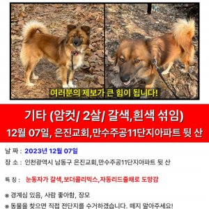 강아지를 찾습니다 강아지 전단지