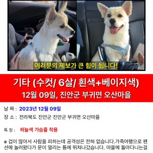 강아지 실종 믹스견 전라북도 진안군