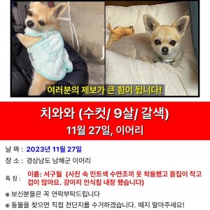 강아지를 찾습니다 치와와 경상남도 남해군