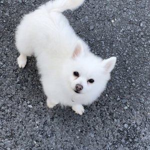 강아지 실종 믹스견 경상남도 창원시 마산합포구
