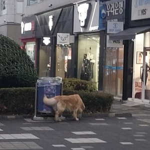 강아지 목격 골든리트리버 인천광역시 부평구